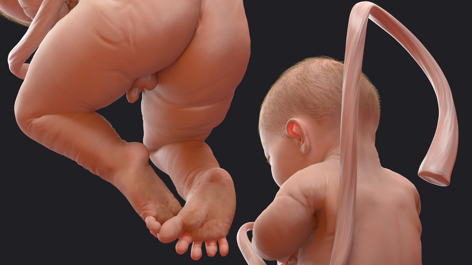 baby boy 38 weeks 3D model https://p.turbosquid.com/ts-thumb/QP/BC7Zhr/oh4ZlqAI/babyboyat38weeksfurmb3dmodel011/jpg/1606790673/1920x1080/fit_q87/7d5dd268dcc5a6b70dd22f4f5df4ae9db6f5d8c4/babyboyat38weeksfurmb3dmodel011.jpg