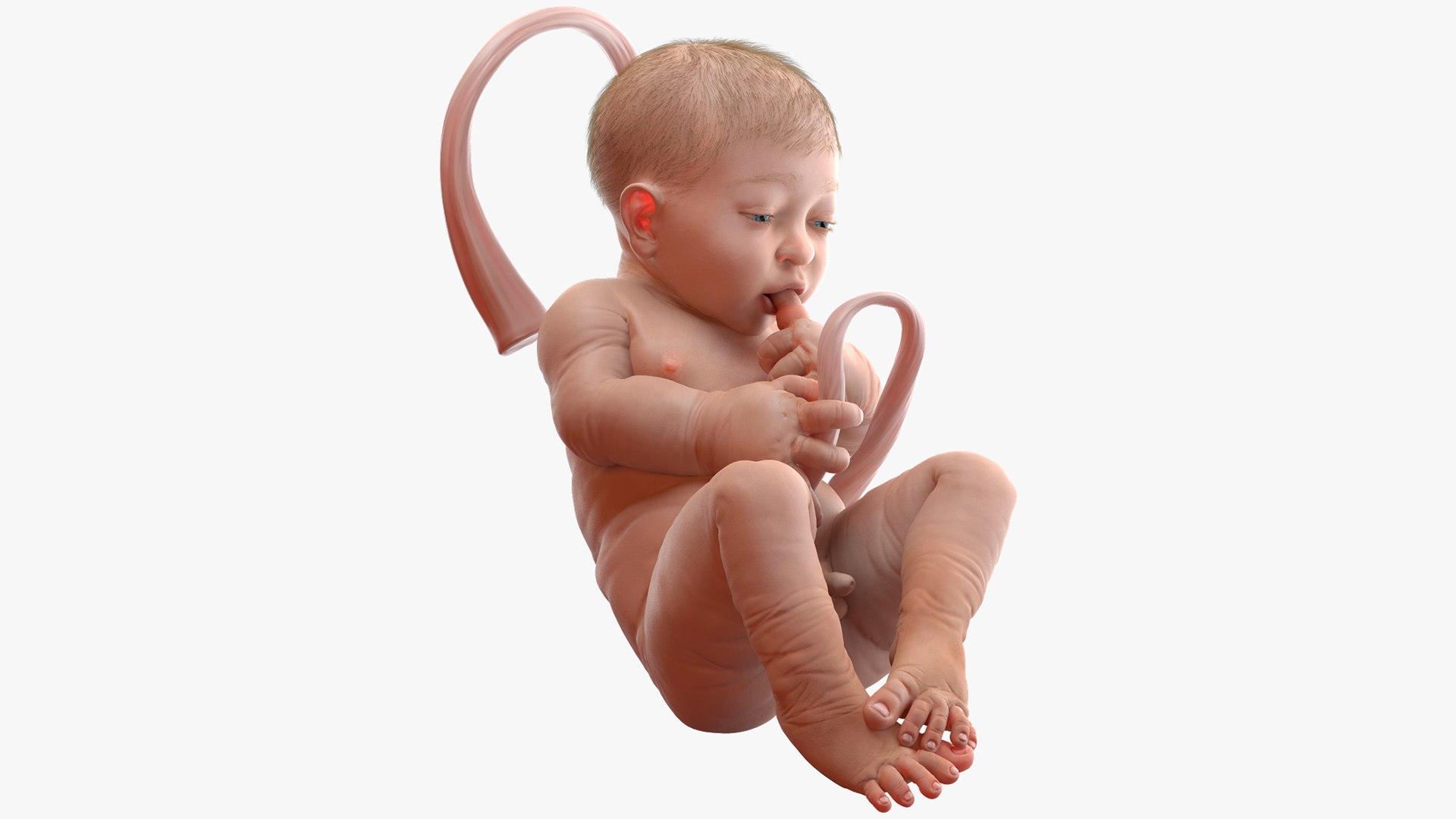 baby boy 38 weeks 3D model https://p.turbosquid.com/ts-thumb/QP/BC7Zhr/onDixWrR/babyboyat38weeksfurmb3dmodel002/jpg/1606790562/1920x1080/fit_q87/3b3fd80975682bd0889295882588a7e51c1f7186/babyboyat38weeksfurmb3dmodel002.jpg