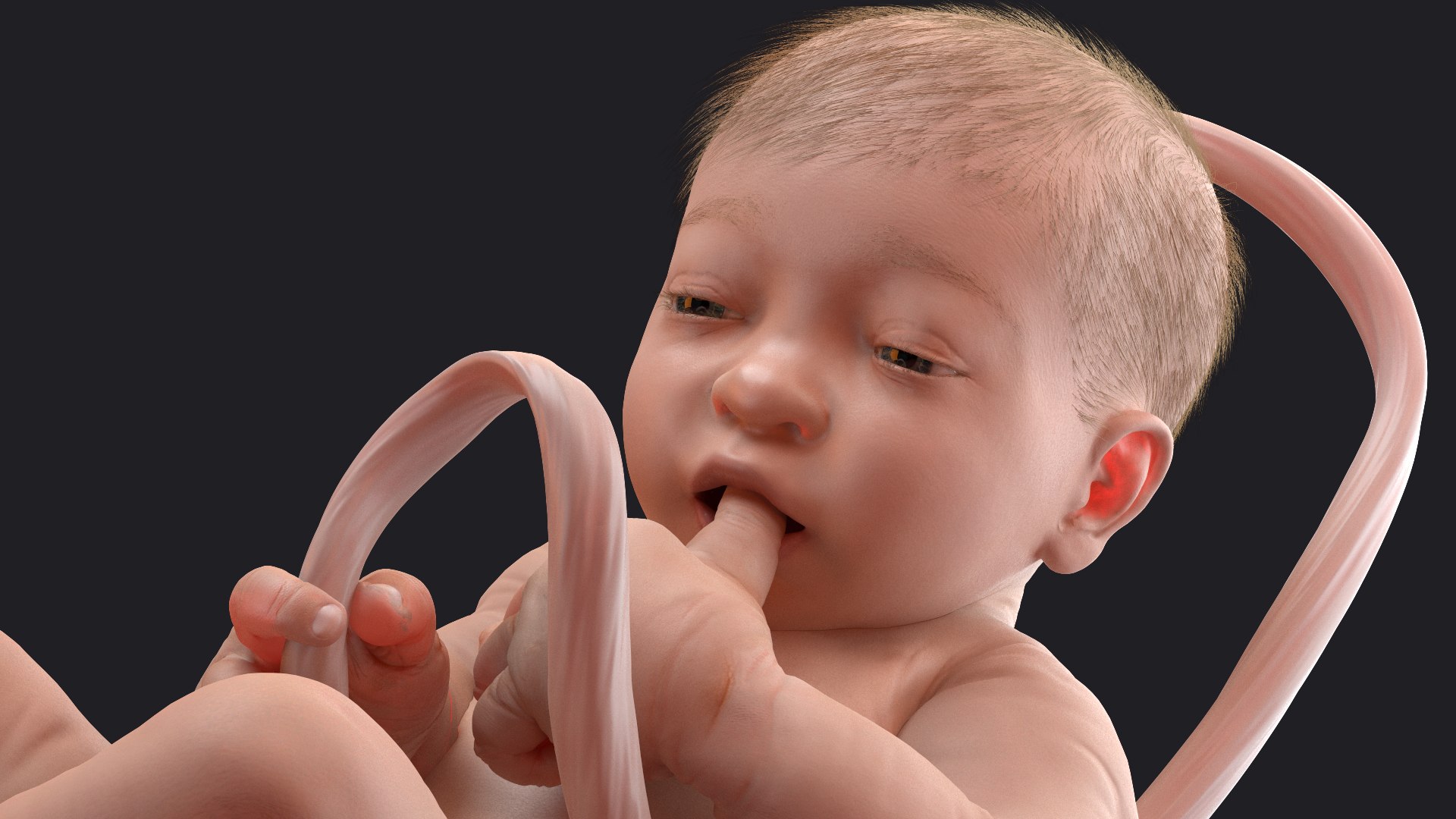 baby boy 38 weeks 3D model https://p.turbosquid.com/ts-thumb/QP/BC7Zhr/s28wCsK9/babyboyat38weeksfurmb3dmodel012/jpg/1606790684/1920x1080/fit_q87/63cac61f80c1af4694bdb392a4a62458330ecbb4/babyboyat38weeksfurmb3dmodel012.jpg