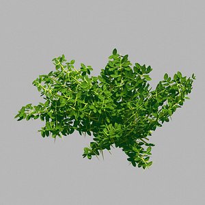 3D plant - weed 036