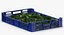 Postharvest Tray with Kirby Cucumbers