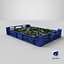 Postharvest Tray with Kirby Cucumbers
