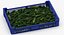 Postharvest Tray with Kirby Cucumbers