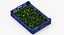 Postharvest Tray with Kirby Cucumbers
