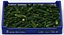 Postharvest Tray with Kirby Cucumbers