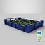 Postharvest Tray with Kirby Cucumbers