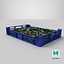 Postharvest Tray with Kirby Cucumbers