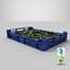 Postharvest Tray with Kirby Cucumbers