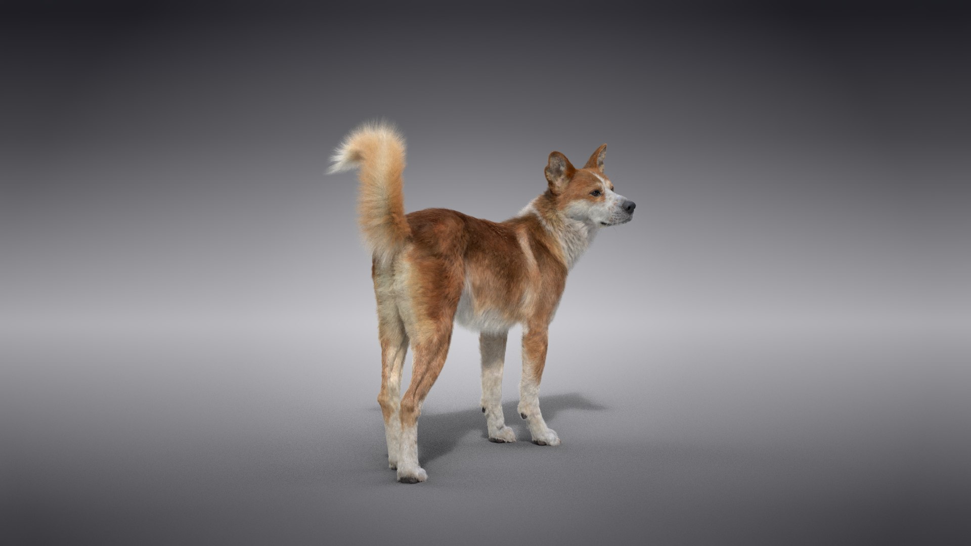 Chinese Rural Dog 3D Model - TurboSquid 2006702