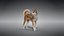 Cane rurale cinese