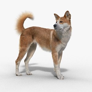 Chinese Rural Dog 3D model