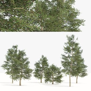 3D Carolina Buckthorn trees model