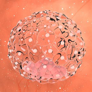 3D blastocyst ovum general model