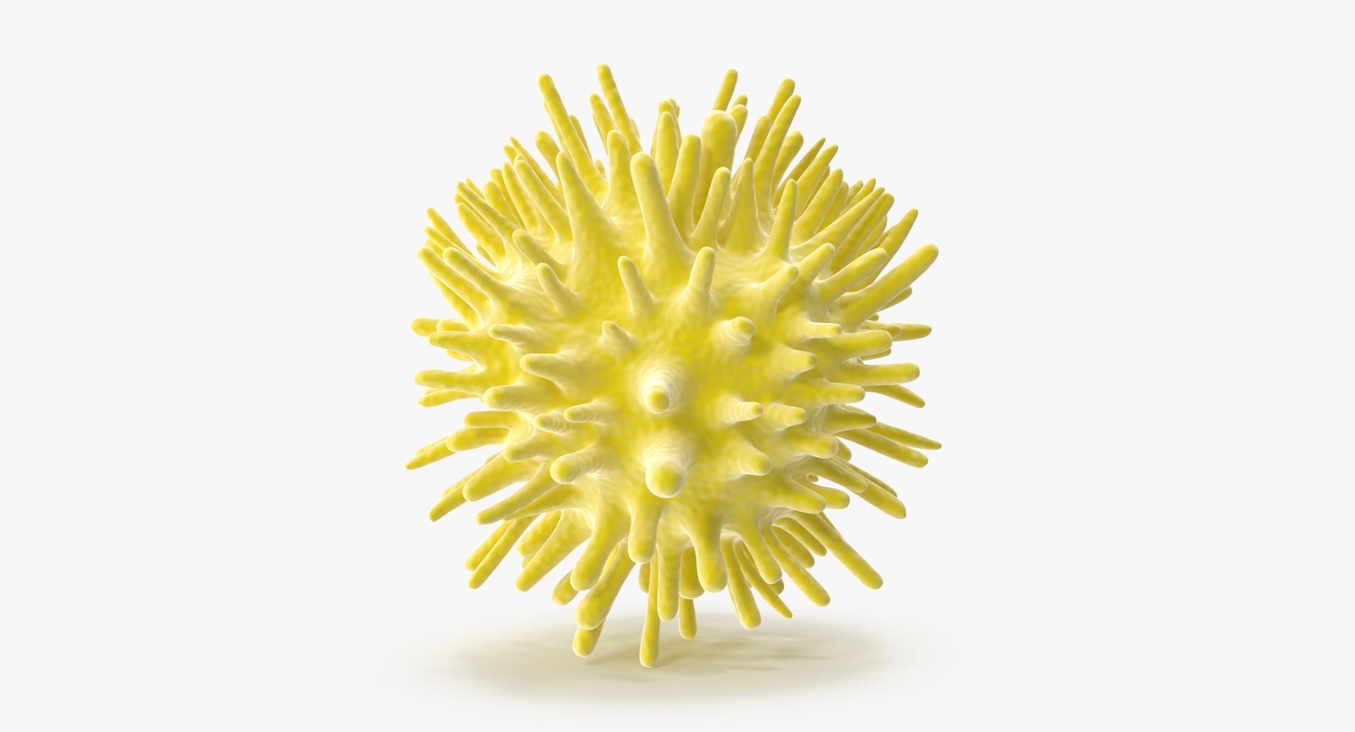 Hepatitis C 3d Model