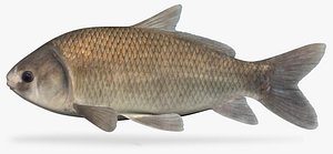 bigmouth buffalo 3D model