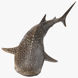 c4d whale shark pose 2
