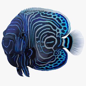 3dsmax juvenile emperor angelfish pose