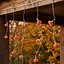 Halloween Pumpkin Curtain Lights