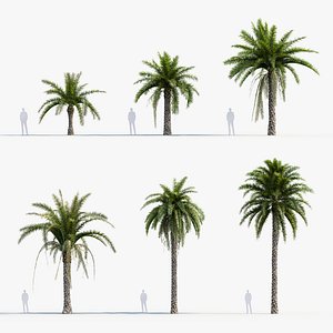 Phoenix sylvestris Wild Date Palm  3D