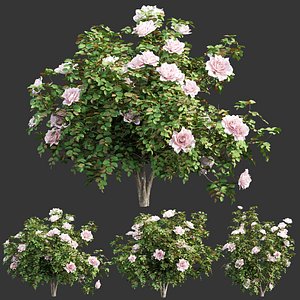 3D Rose bushes collection vol 74-3dmodel