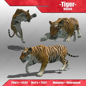 tiger cat feline 3d model