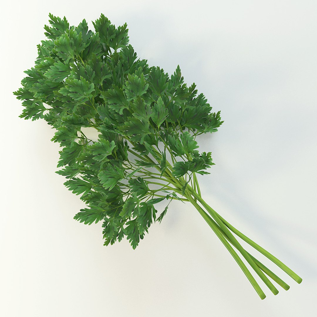 3ds max parsley https://p.turbosquid.com/ts-thumb/QR/Ku2Eyo/1Weydfpp/pic_1/jpg/1421387613/1920x1080/fit_q87/1c6183c115da4694d7ec6259759274d5a6240c37/pic_1.jpg