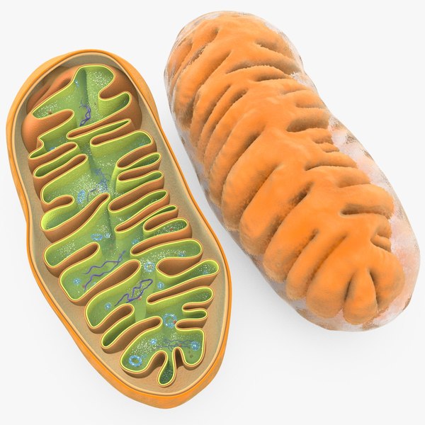 Mitochondria 3D Models for Download | TurboSquid