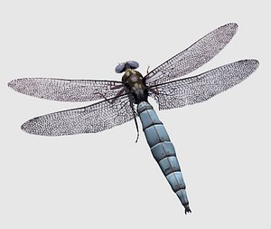dragonfly darter 3d obj