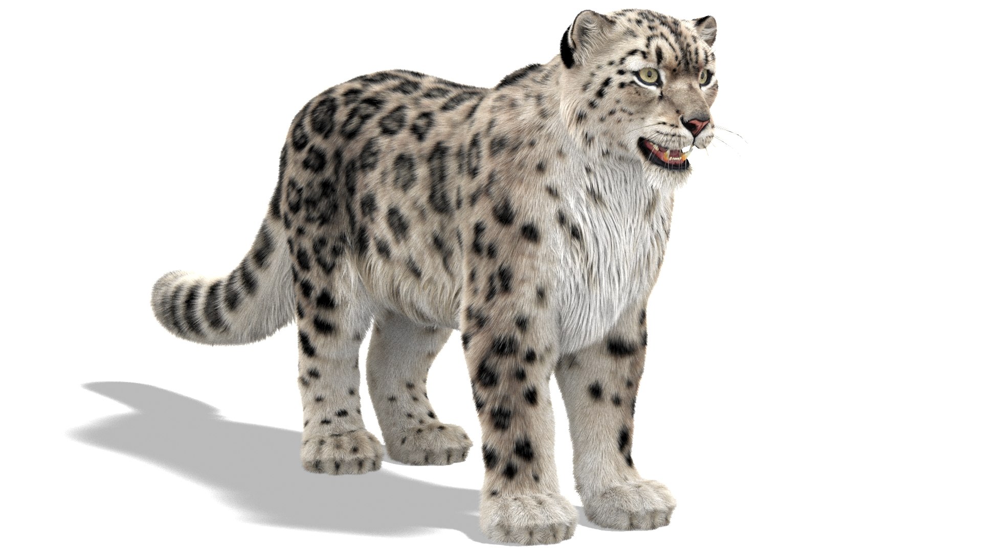 3D Snow Leopard 3 Furry - TurboSquid 1429017