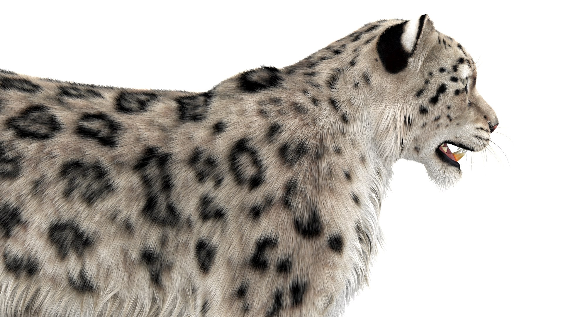 3D Snow Leopard 3 Furry - TurboSquid 1429017