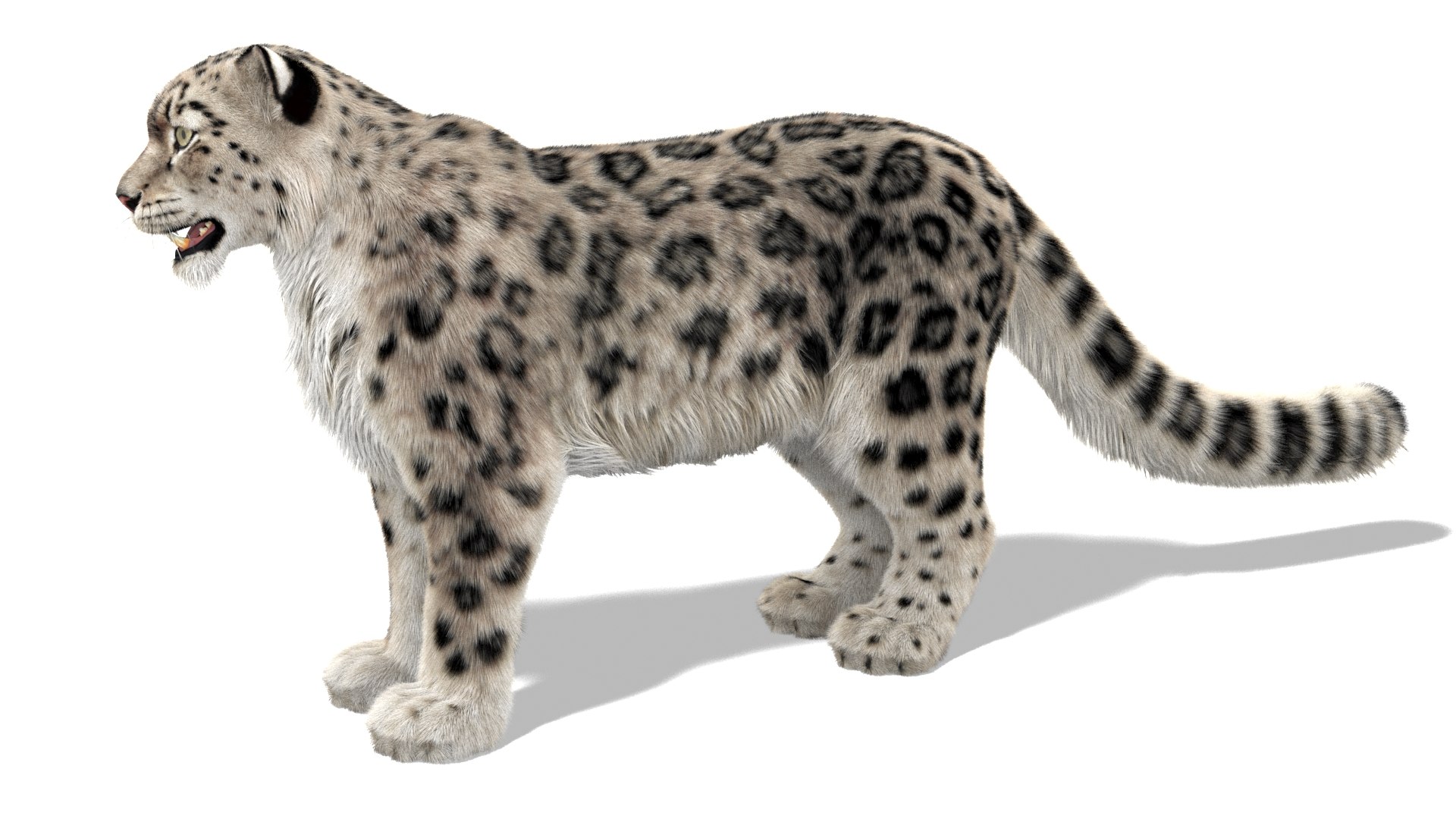 3D Snow Leopard 3 Furry - TurboSquid 1429017