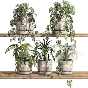 ivy potted plants on shelf