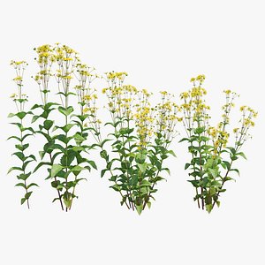 Cup plant 3D model