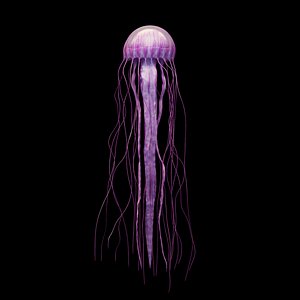 Jellyfish 3D