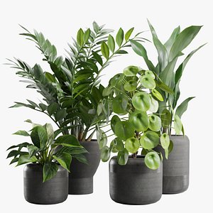 Indoor Plants Pack 82