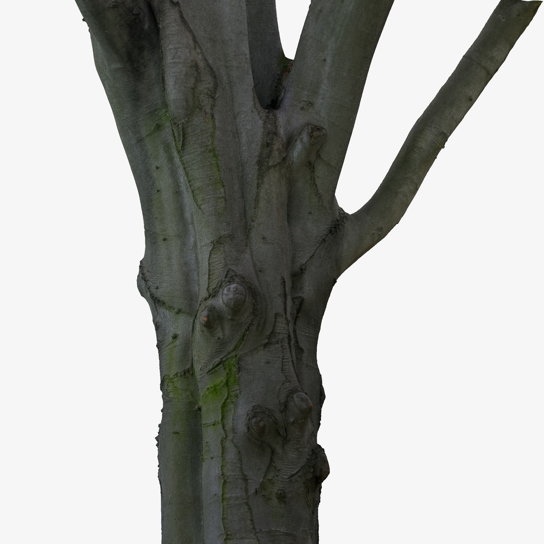 3d Tree Trunk Scanned Cleaned Model