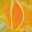 Collection Oranges 3