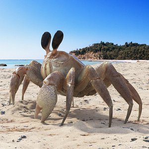 3D Coastal Burrowing Crab Looking Pose Pink Beige Fur for Cinema 4D