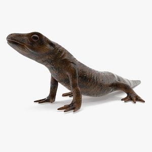 Iberian Ribbed Newt Rigged for Cinema 4D