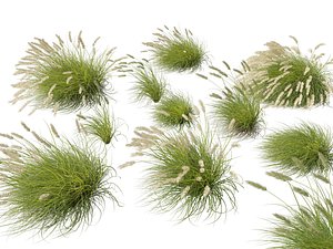 HighPolyLowPoly- Pennisetum alopecuroides Pennstripe - Swamp Foxtail Grass 02 3D model