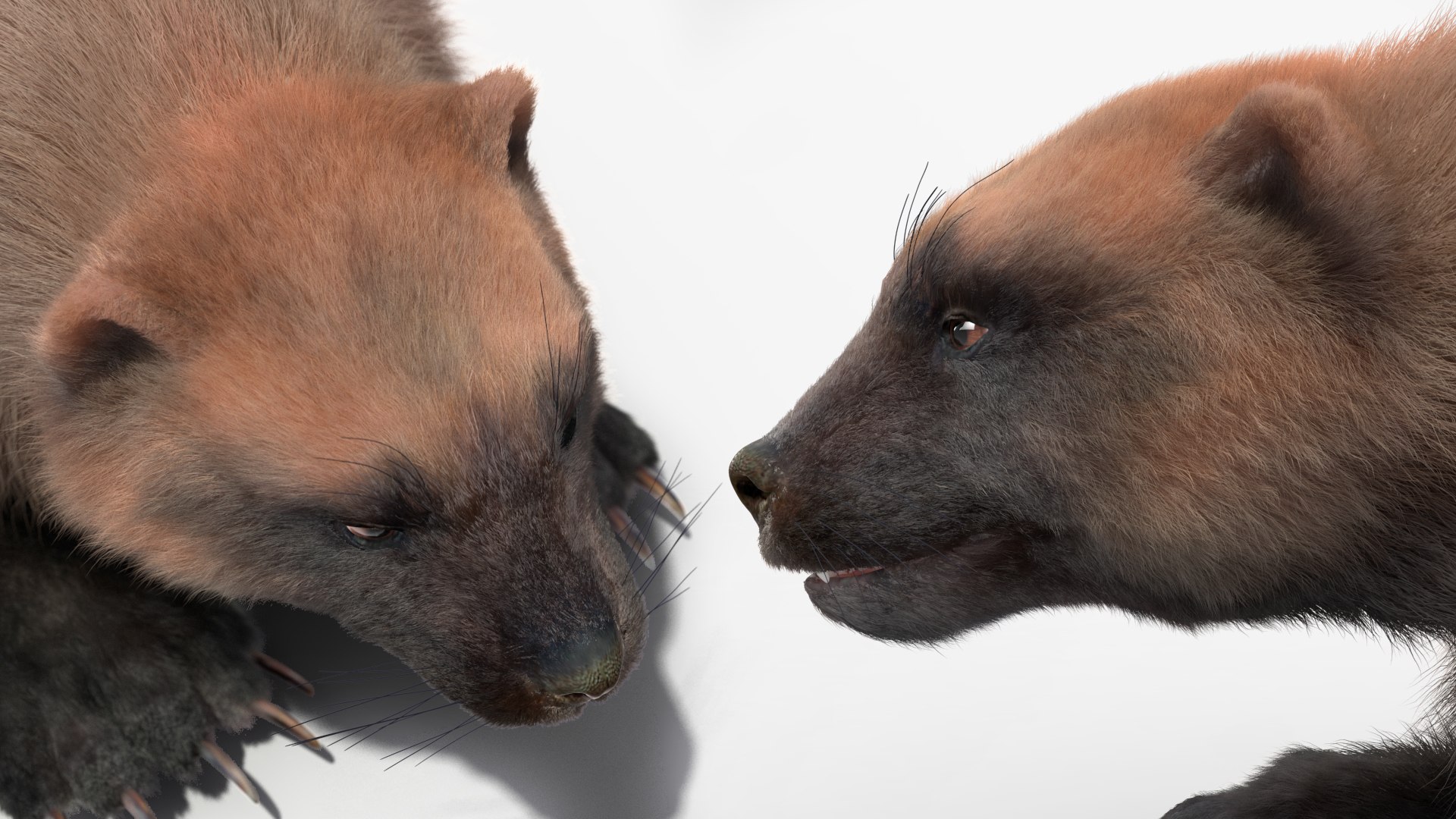 3D Wolverine Light Color Lying Down Pose Fur - TurboSquid 2161776