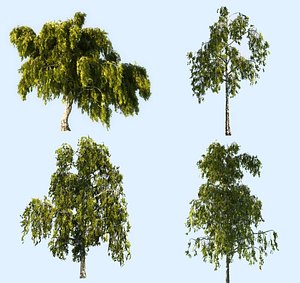 3D birch-tree pack 4 tree