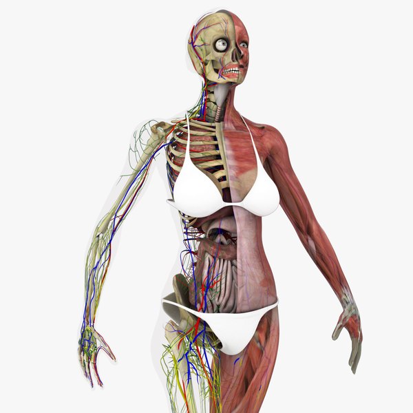 Animated Muscular System 3D Models for Download | TurboSquid