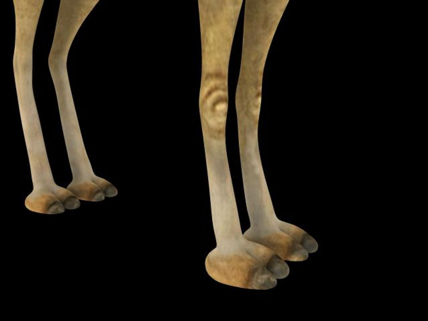 3d camel model https://p.turbosquid.com/ts-thumb/QT/FpiwRe/CCUGjmeW/03/jpg/1294379604/1920x1080/fit_q87/4ef6bec7e7bce4f1a80b597a3717ce39158b9ff6/03.jpg