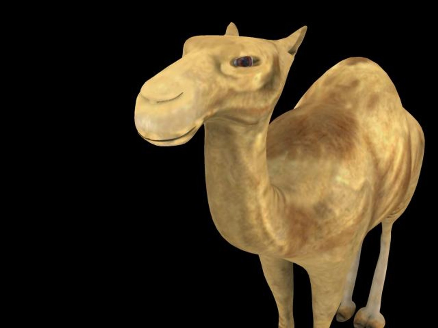 3d camel model https://p.turbosquid.com/ts-thumb/QT/FpiwRe/rHlmXE54/06/jpg/1294379663/1920x1080/fit_q87/0ea6fe6ade51f9e912560b85d124b77ad05f53ac/06.jpg