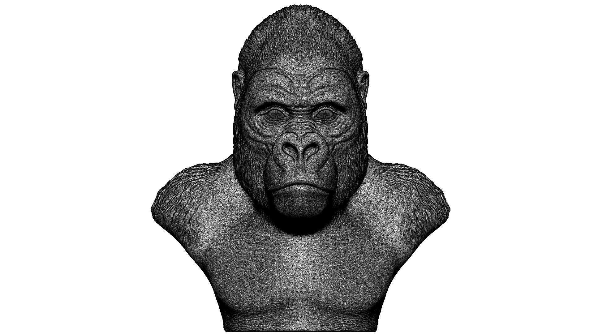 3d model gorilla head animal https://p.turbosquid.com/ts-thumb/QT/GRjpH8/Yh/gorilla07/jpg/1711625896/1920x1080/fit_q87/a3d0aaf5aac880d36536121b2256e9e74d2a5bd7/gorilla07.jpg