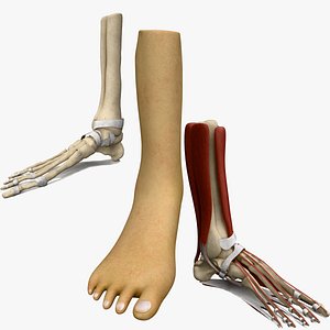 Foot anatomy(1)