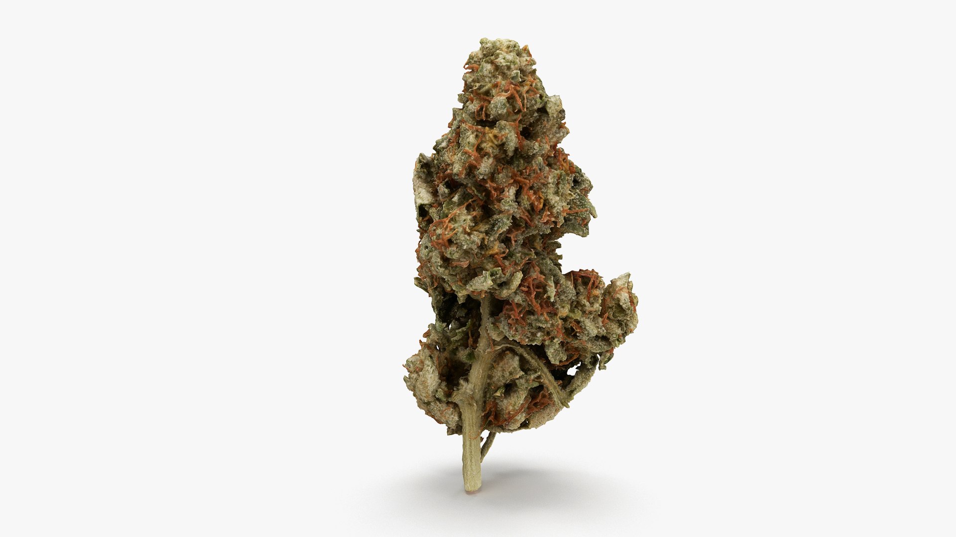 cannabis bud scan 3D model https://p.turbosquid.com/ts-thumb/QT/JDxFFJ/1Py4MRFI/22/png/1588176533/1920x1080/fit_q87/150cf605a2d2b5e9f3ece0a98ef760e3a1824b3e/22.jpg