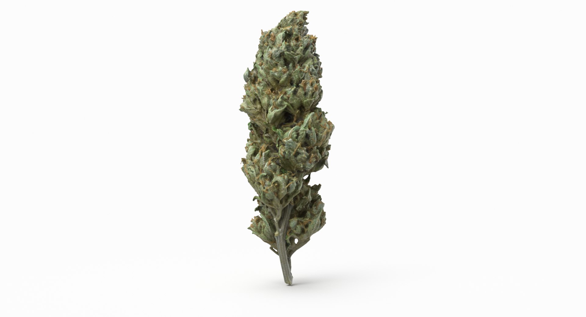 cannabis bud scan 3D model https://p.turbosquid.com/ts-thumb/QT/JDxFFJ/B9uhy5qu/sourdiesel_r1/png/1588173934/1920x1080/fit_q87/c9ac274dab7fda9f63c98918668ffc601045e863/sourdiesel_r1.jpg