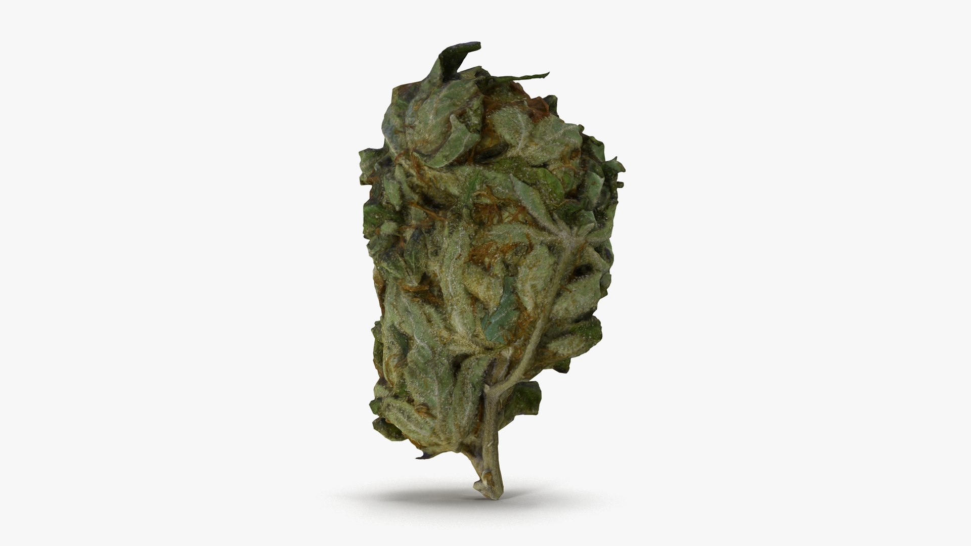 cannabis bud scan 3D model https://p.turbosquid.com/ts-thumb/QT/JDxFFJ/BoHpvvxF/17/png/1588176531/1920x1080/fit_q87/787600af52c914f96d0e77fe8fbaeae231497e70/17.jpg